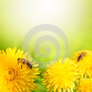 Honig honigbiene sammeln nektar löwenzahn blume 