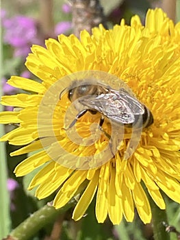 Honey bee collecting nectar from dandelion flower.