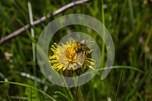 Honey bee collecting nectar from dandelion flower in the summer time