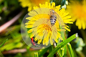 Honey bee collecting nectar from dandelions in the garden. Red ladybug on a dandelion. Yellow fluffy blooming flowers