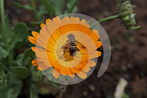 Honey bee collecting nectar from a flower