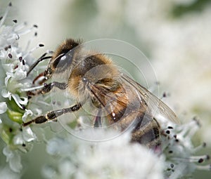 Honey Bee Collecting Nectar from Flower