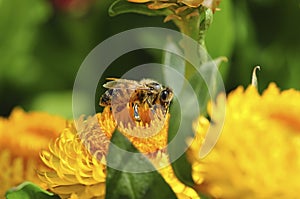 Honey bee collecting nectar from flower. Macro image.