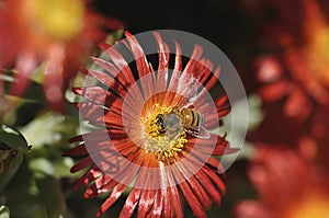 Honey bee collecting nectar from flower. Macro image.