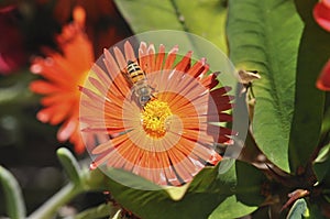 Honey bee collecting nectar from flower. Macro image.