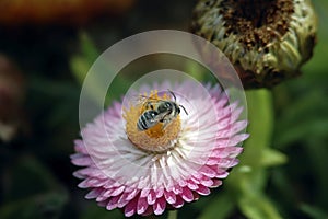 Honey bee collecting nectar from flower. Macro image.