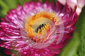 Honey bee collecting nectar from flower. Macro image.