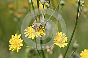 Honey bee collecting nectar on a flower meadow with yellow flowers. Busy insect