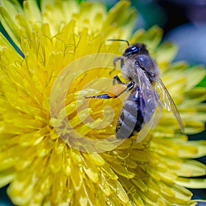 Honey bee collecting nectar