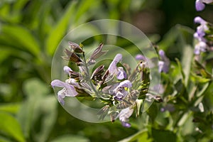 Honey bee collecting nectar from a sage flower