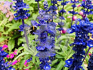 Honey Bee collecting nectar on Salvia farinacea \'Victoria Blue\'.