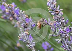 Honey bee collecting nectar on a stem of lavender