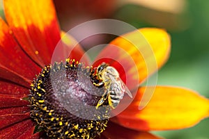 Honey bee collecting nectar on a yellow rudbeckia flower, macro