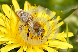 Honey bee collecting pollen