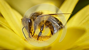 Honey bee collecting pollen