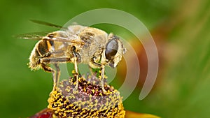 Honey bee collecting pollen