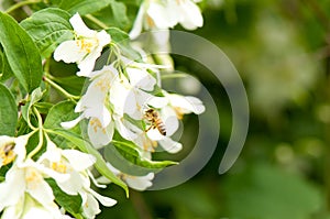 Honey bee collecting pollen