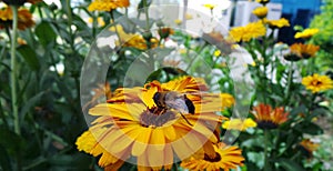 Honey bee collecting pollen from black eyed susan flower in garde