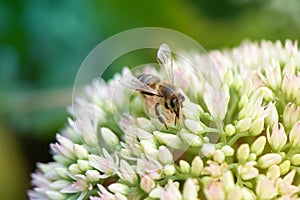 Honey bee collecting pollen from a blooming flower