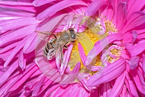 Honey bee collecting pollen from a blooming flower