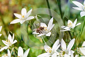 Honey bee collecting pollen from a blooming flower