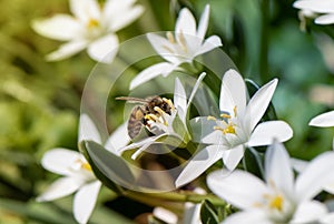 Honey bee collecting pollen from a blooming flower