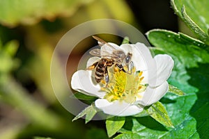 Honey bee collecting pollen from a blooming strawberry flower