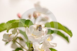 Honey bee is collecting pollen on a blossoming apple tree against isolated white background