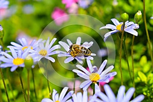 Honey bee collecting pollen from blue daisy