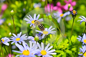 Honey bee collecting pollen from blue daisy