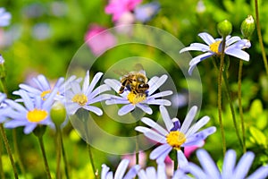 Honey bee collecting pollen from blue daisy