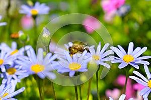 Honey bee collecting pollen from blue daisy