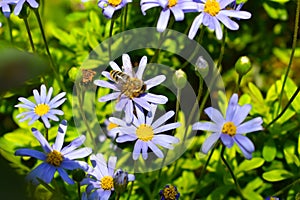 Honey bee collecting pollen from blue daisy