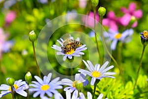Honey bee collecting pollen from blue daisy