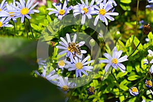 Honey bee collecting pollen from blue daisy