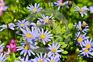 Honey bee collecting pollen from blue daisy