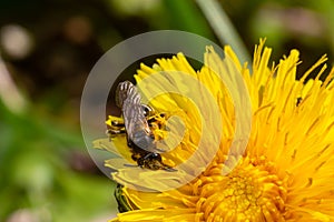 Honey bee collecting pollen on a bright yellow dandelion flower. Macro shot. Selective focus