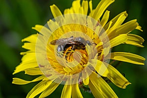 Honey bee collecting pollen on a bright yellow dandelion flower. Macro shot. Selective focus