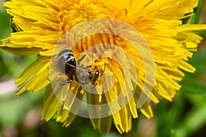 Honey bee collecting pollen on a bright yellow dandelion flower. Macro shot. Selective focus