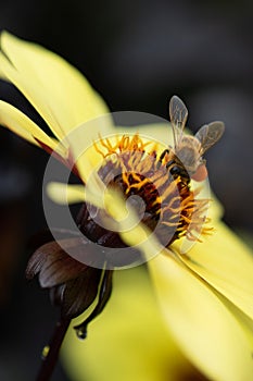 Honey bee collecting pollen from a Dahlia Knockout flower