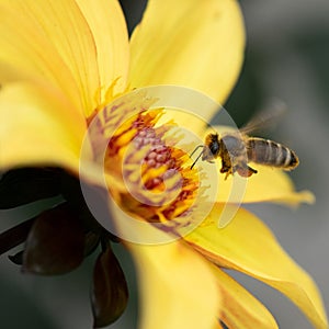 Honey bee collecting pollen from a Dahlia Knockout flower