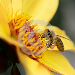 Honey bee collecting pollen from a Dahlia Knockout flower