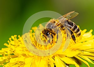 A honey bee collecting pollen on a dandelion flower.