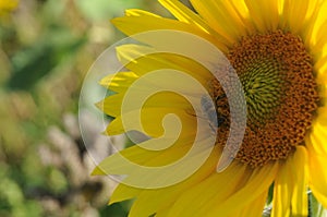 Honey bee collecting pollen on disk florets of a sunflower