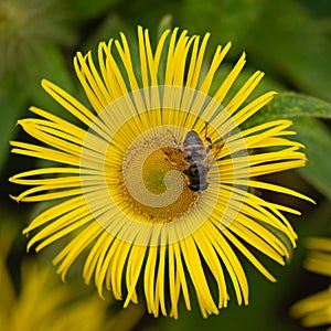 Honey bee collecting pollen from Elecampane, Inula helenium flower