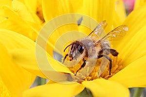 Honey Bee collecting Pollen in a flower
