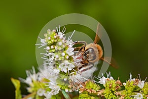 Honey bee collecting pollen from flower