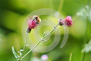 A Honey Bee Collecting Pollen from Flower