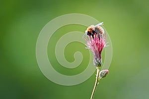 A Honey Bee Collecting Pollen from Flower