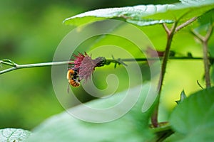 A Honey Bee Collecting Pollen from Flower